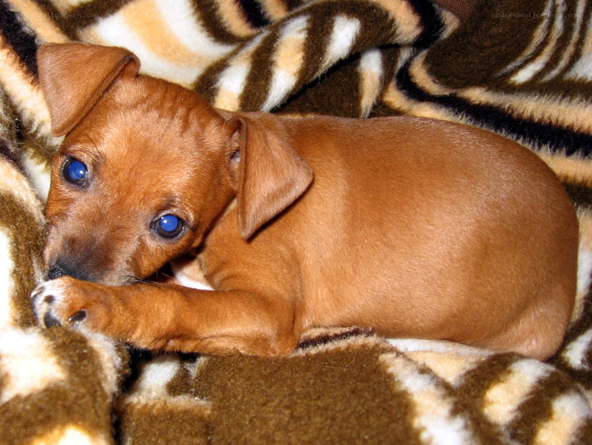 brown puppy on blanket