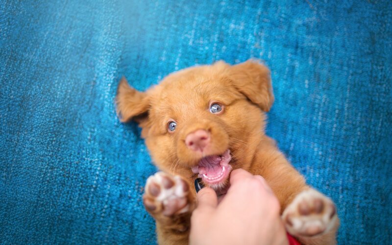 Brown Puppy on Blue