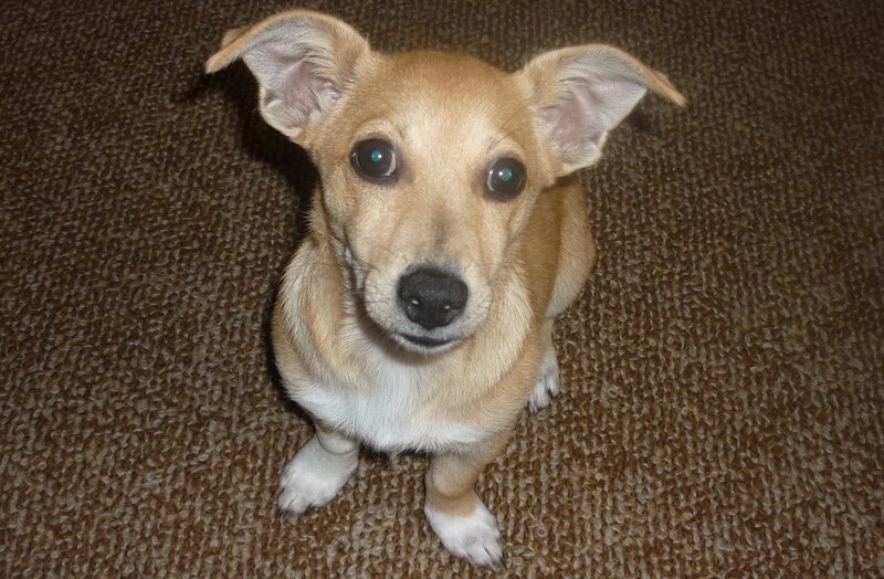 Brown Puppy on Carpet