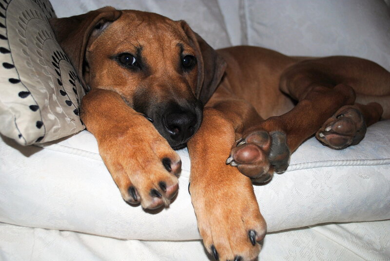 Brown Puppy on Couch — Calm, Photograph, Pillow