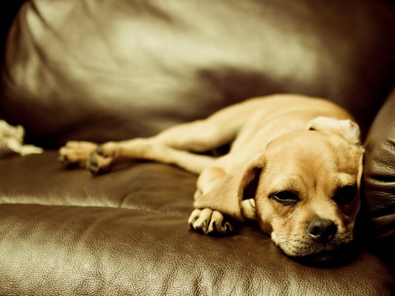 Brown Puppy on Couch — Calm, Photograph
