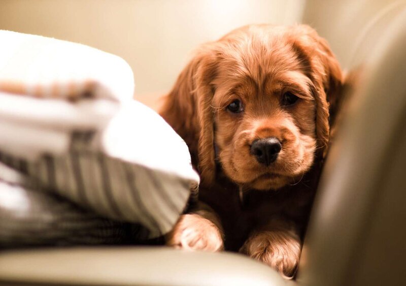 Brown Puppy on Couch — Calm