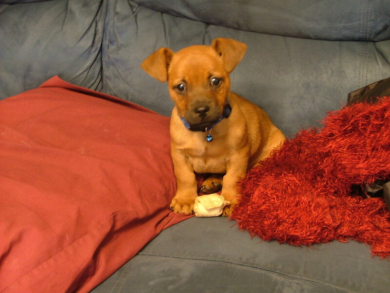 Brown Puppy on Couch