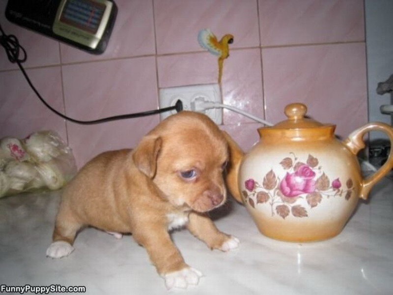 Brown Puppy on Counter
