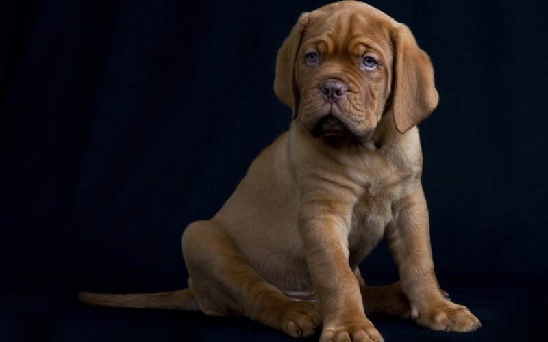 brown puppy on dark background