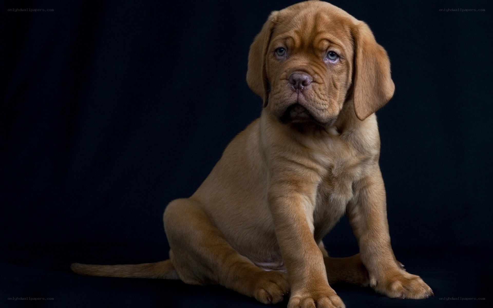 brown puppy on dark background