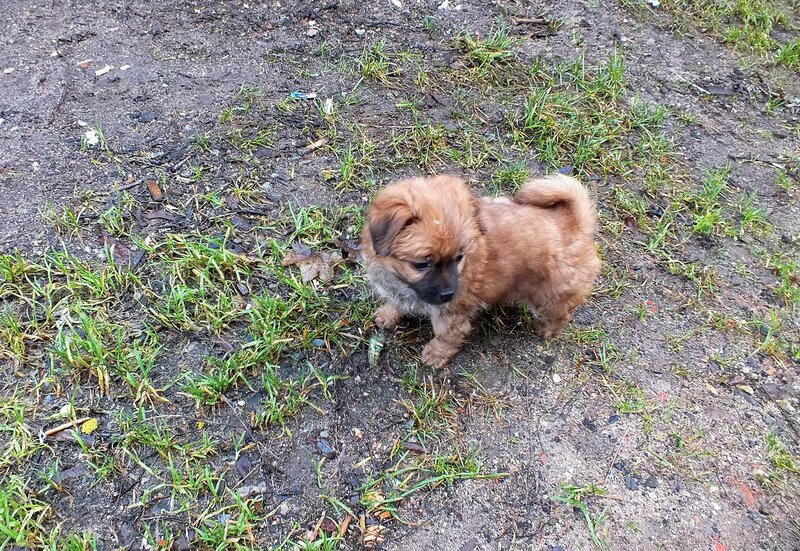 Brown Puppy on Dirt — Calm