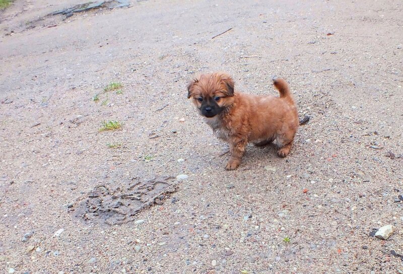 Brown Puppy on Dirt