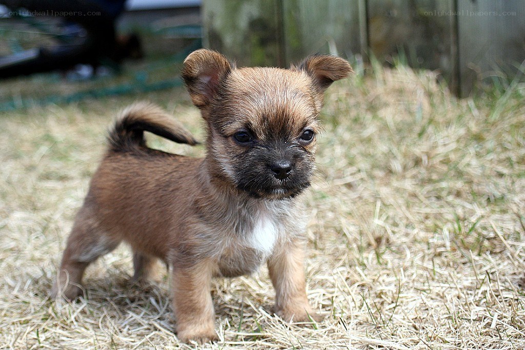 brown puppy on dry grass