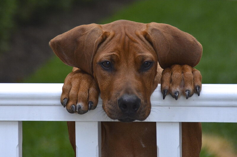 Brown Puppy on Fence