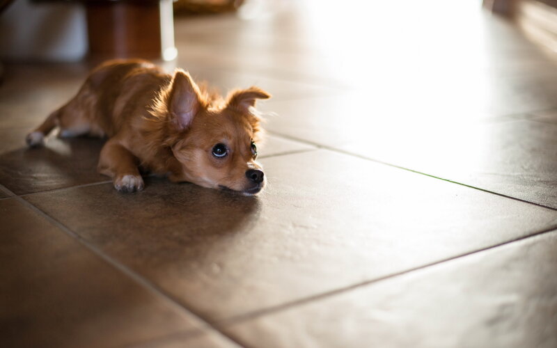 Brown Puppy on Floor — Calm, Afternoon