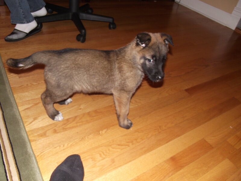 Brown Puppy on Floor