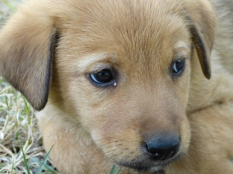 Brown Puppy on Grass — Calm