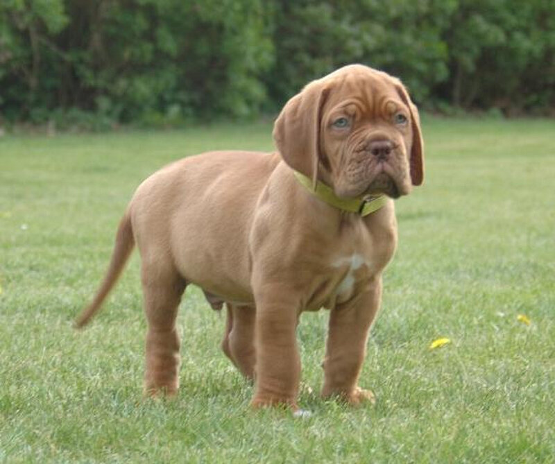 brown puppy on grass