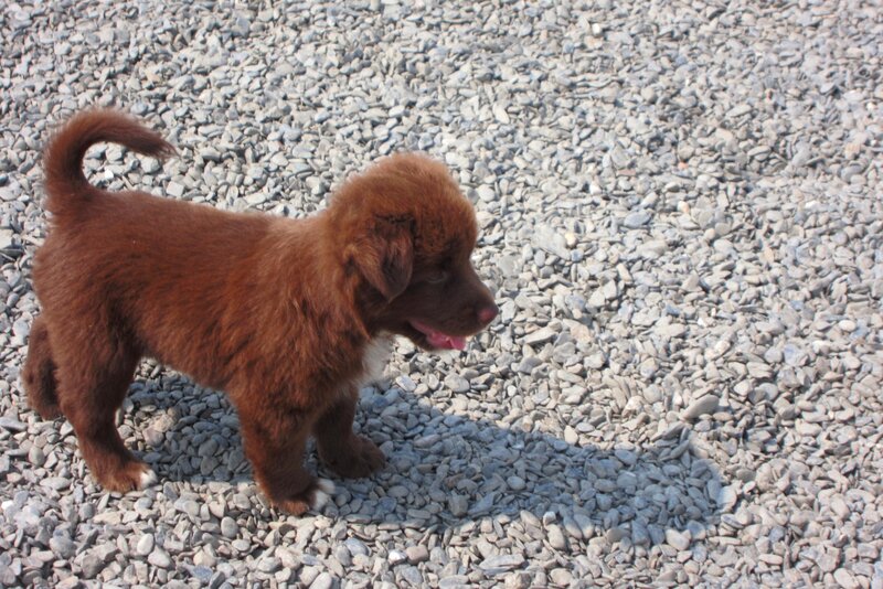 Brown Puppy on Gravel