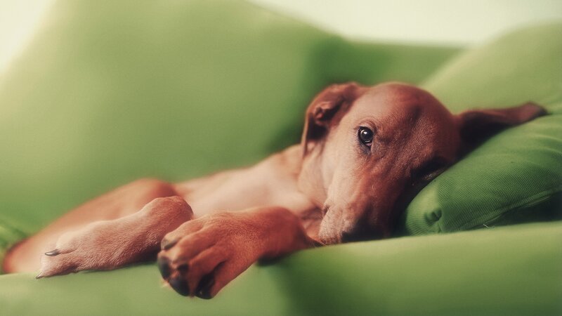 Brown Puppy on Green Couch