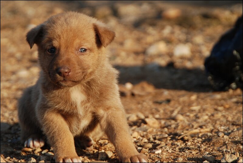 Brown Puppy on Ground