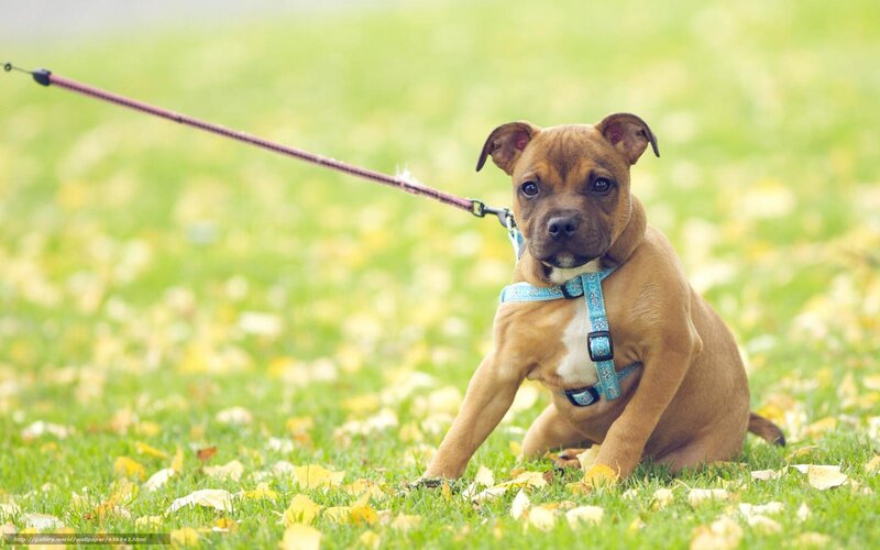 Brown Puppy on Leash — Green
