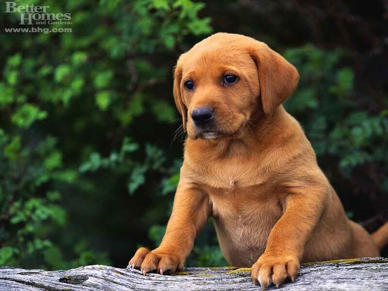 Brown Puppy on Log