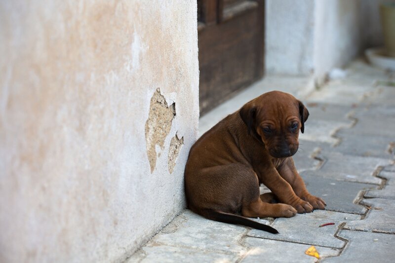 Brown Puppy on Pavement — Somber
