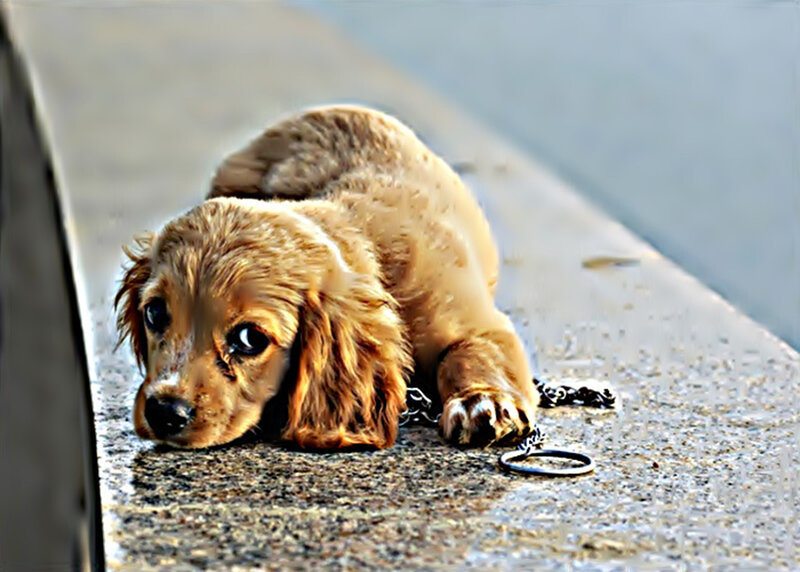Brown Puppy on Pavement