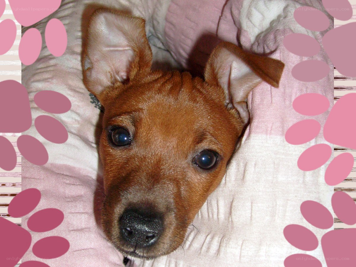 brown puppy on pink blanket