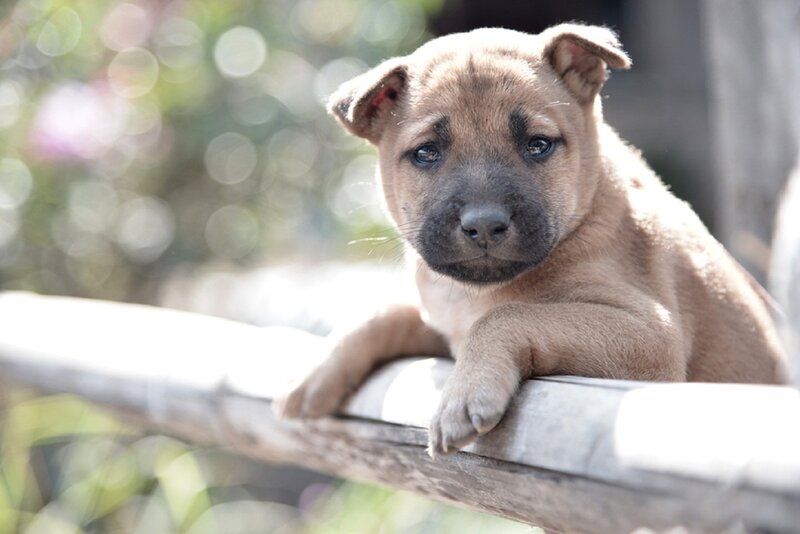 Brown Puppy on Railing
