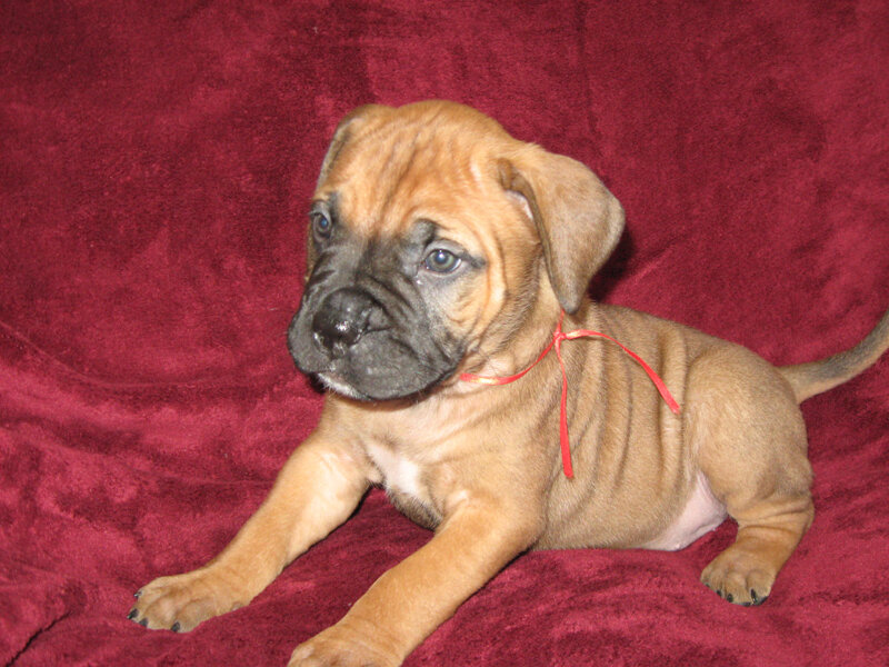 brown puppy on red blanket
