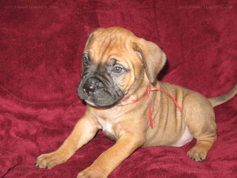 brown puppy on red blanket