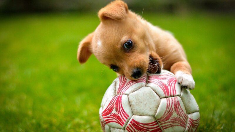 Brown Puppy on Soccer Ball — Green