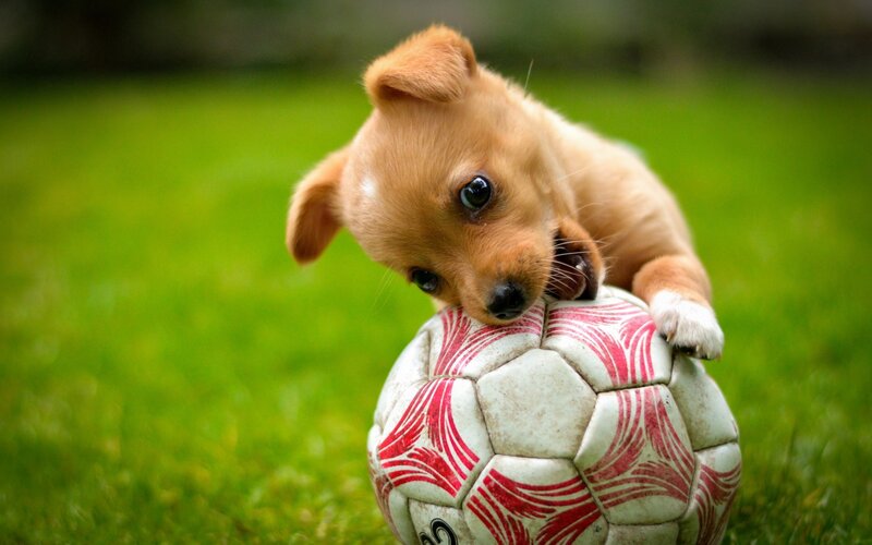 Brown Puppy on Soccer Ball