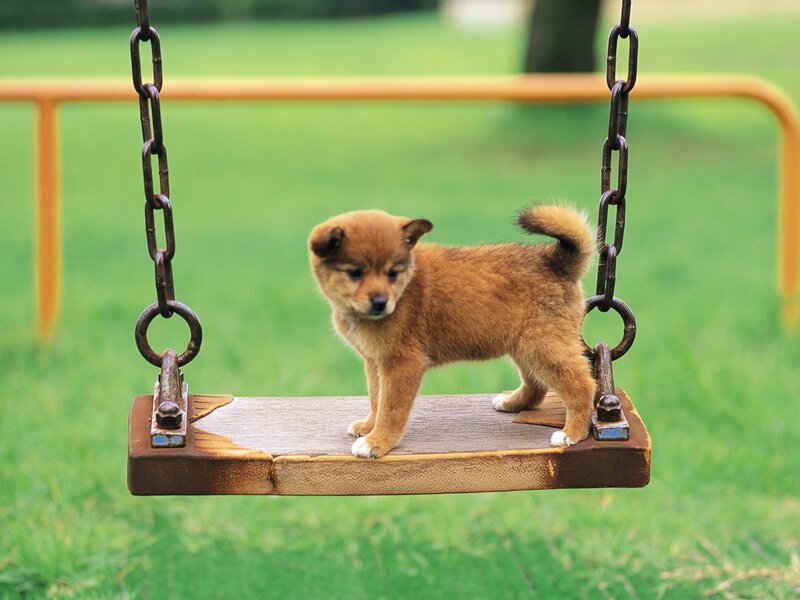 Brown Puppy on Swing — Green, Calm, Afternoon