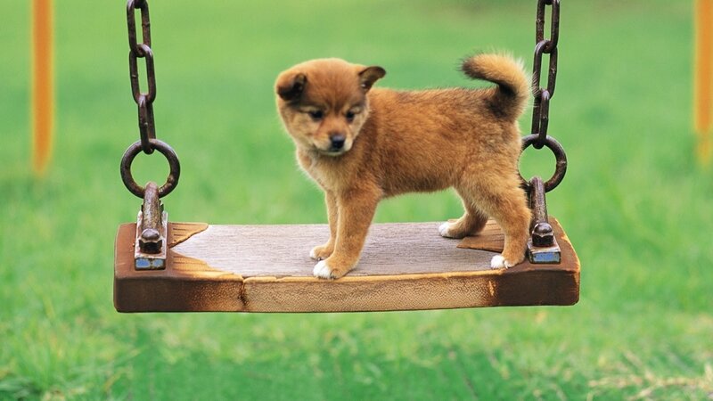 Brown Puppy on Swing — Green, Calm