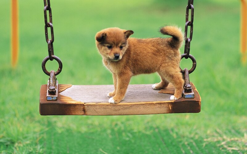 Brown Puppy on Swing — Green