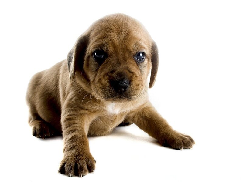 brown puppy on white background