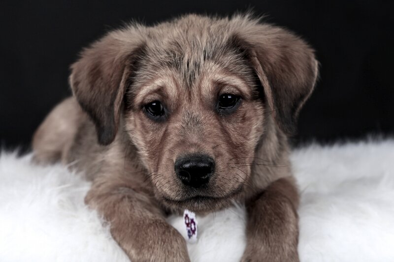 Brown Puppy on White Fur