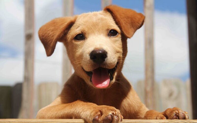 Brown Puppy on Wood — Playful