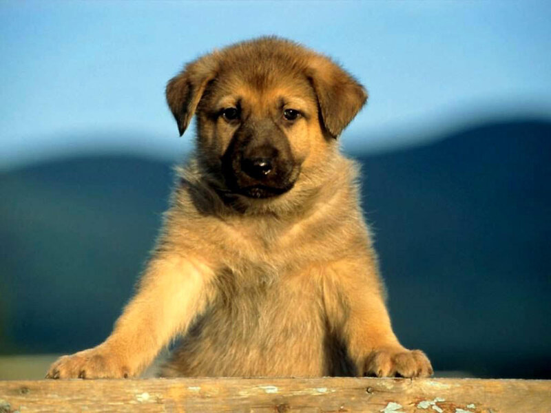 Brown Puppy on Wood