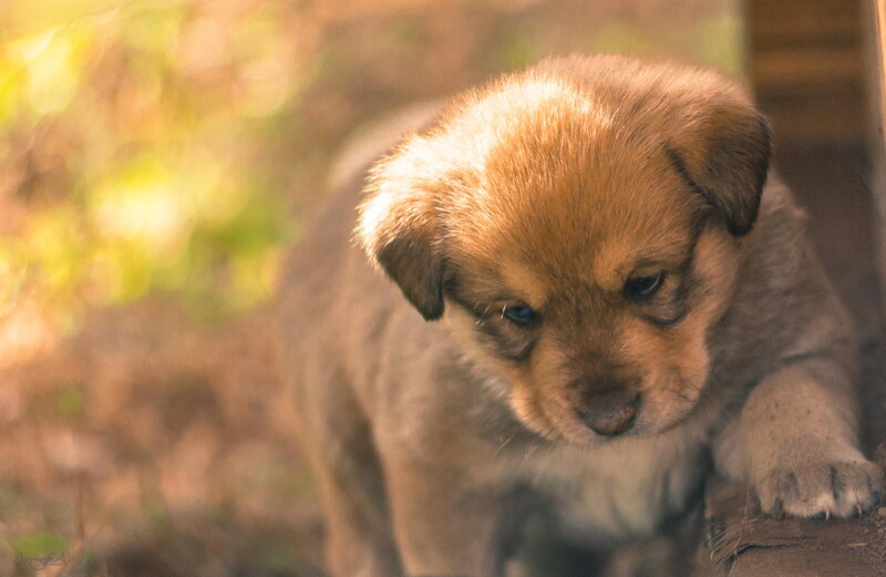 Brown Puppy Outdoors — Calm, Afternoon