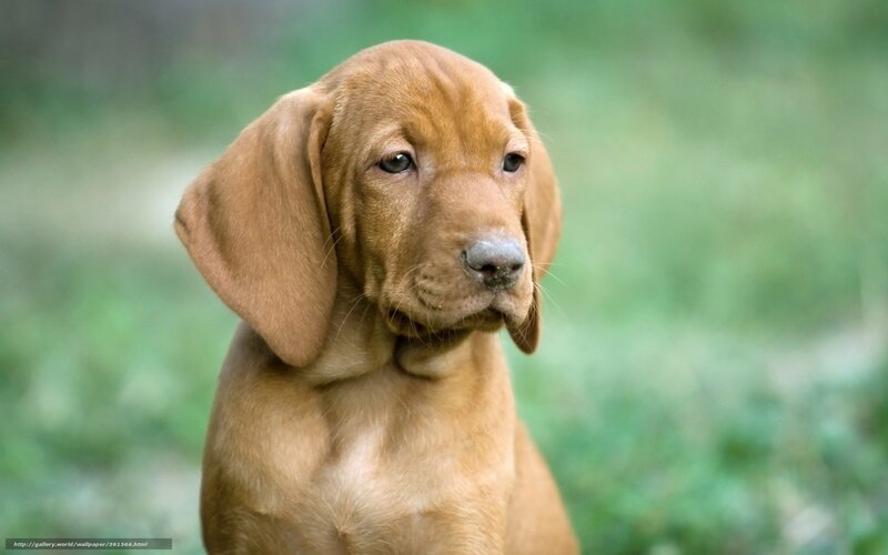 Brown Puppy Outdoors — Calm, Photograph