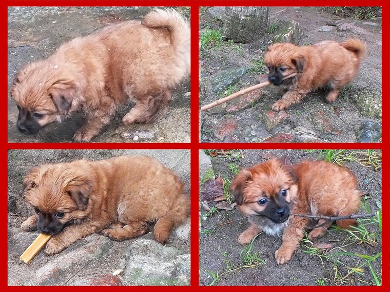 Brown Puppy Playing — Playful