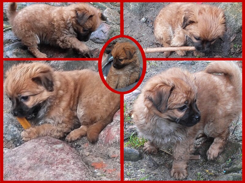 Brown Puppy Playing
