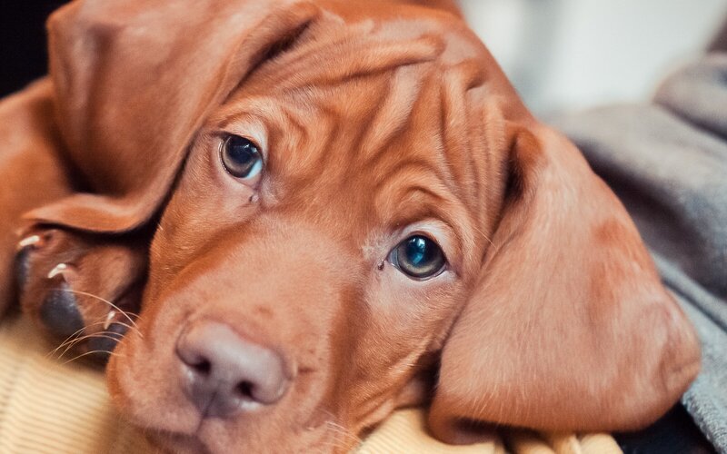 Brown Puppy Resting — Calm, Photograph