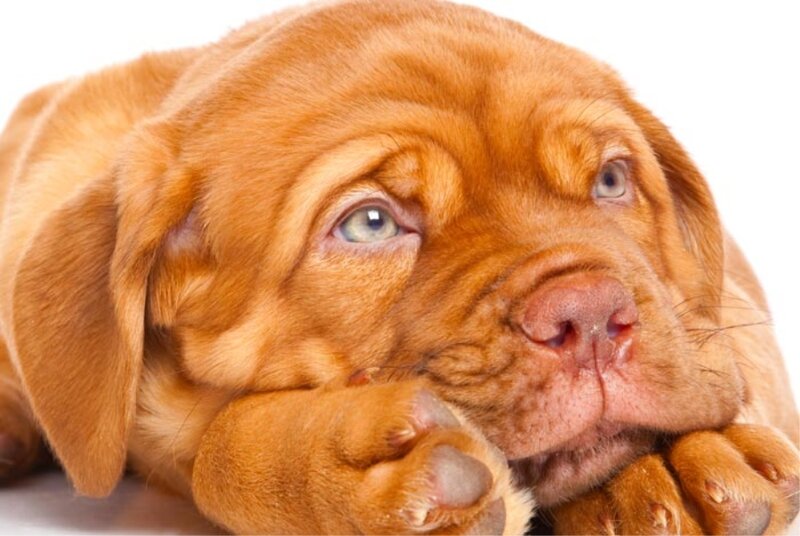 Brown Puppy Resting — Calm