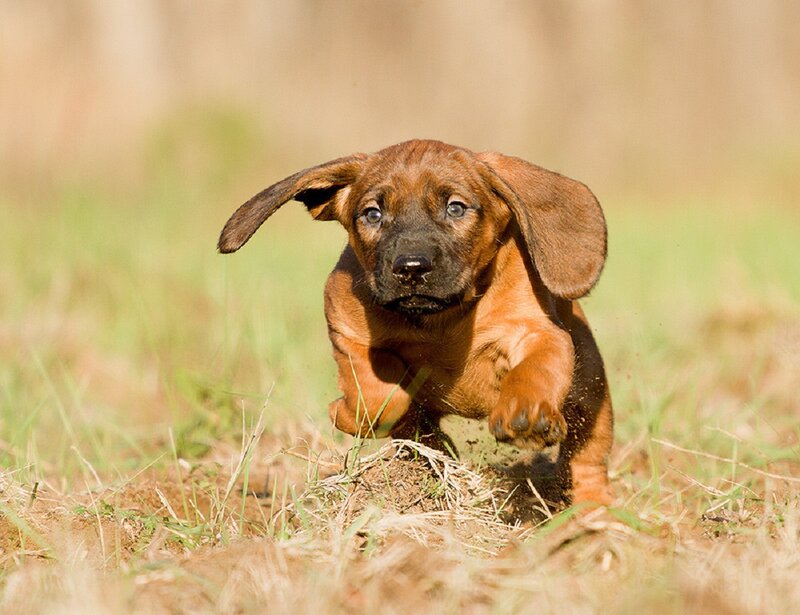 Brown Puppy Running — Active, Afternoon