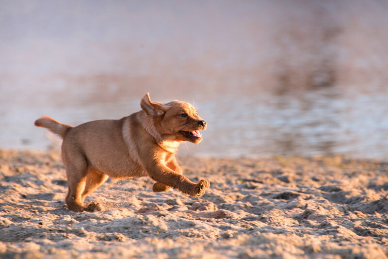 Brown Puppy Running — Active, Sunset