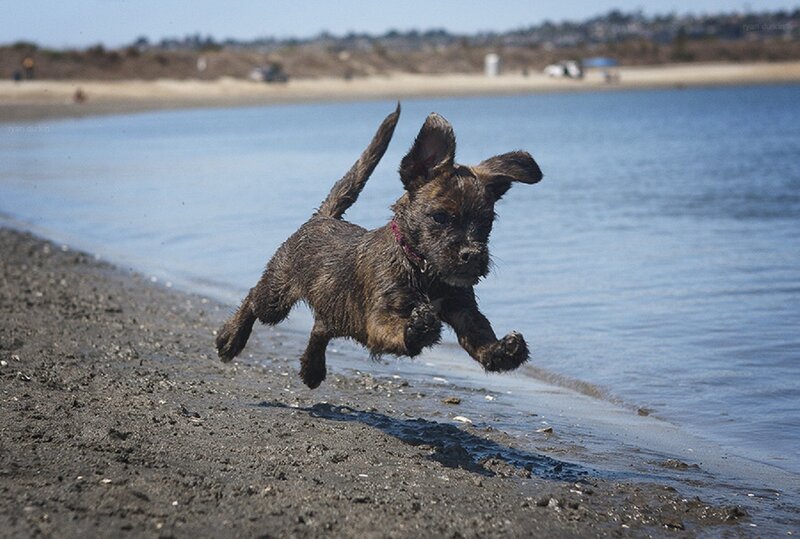 Brown Puppy Running — Active