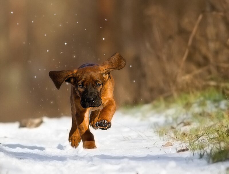 Brown Puppy Running — Active, Winter