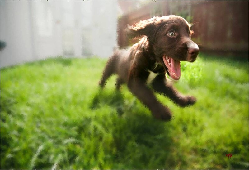Brown Puppy Running — Green, Active
