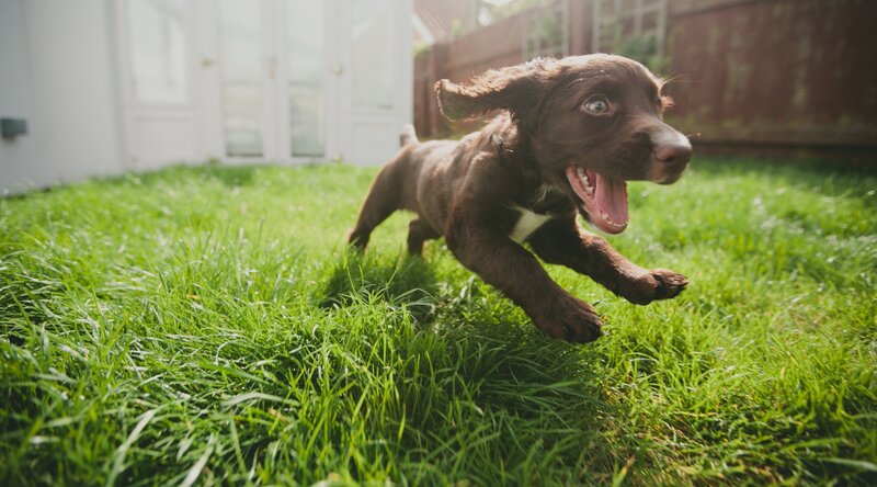 Brown Puppy Running — Green, Playful, Afternoon, Photograph, Grass